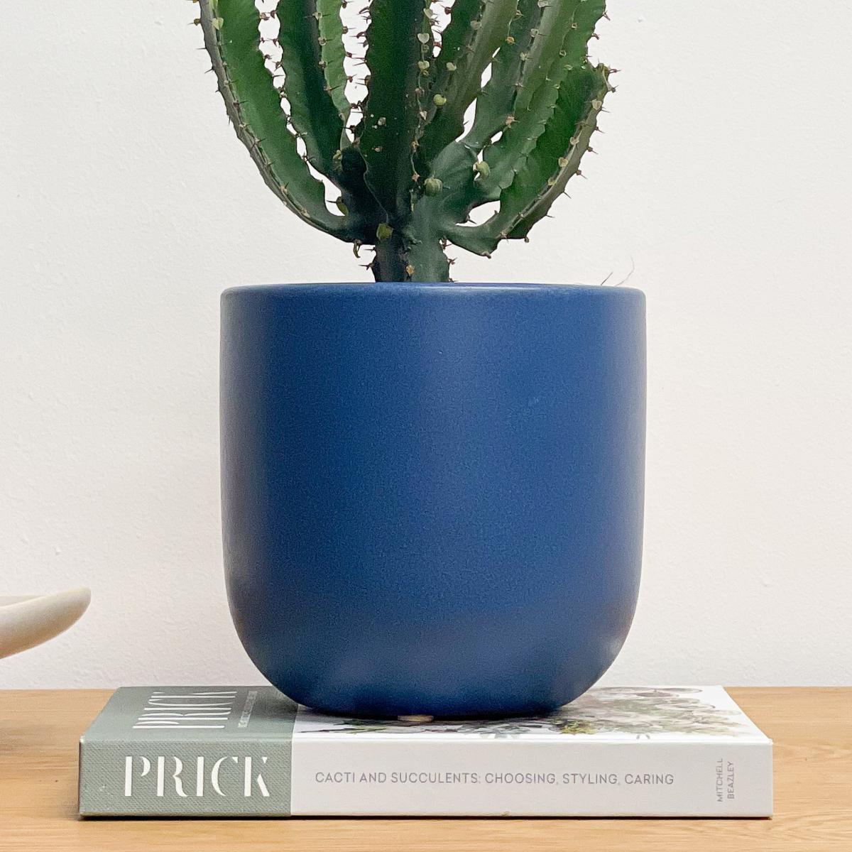 Beards & Daisies Euphorbia Triangularis House Plant in Earthenware Pot Earthenware Blue – image 3