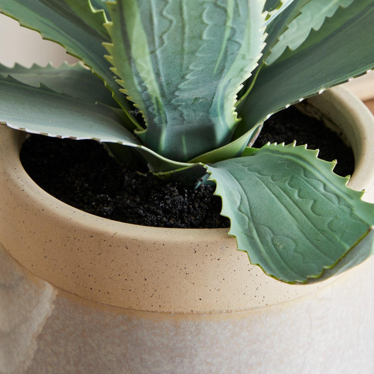 Coastal Aloe Vera in Ceramic Pot Green – image 2