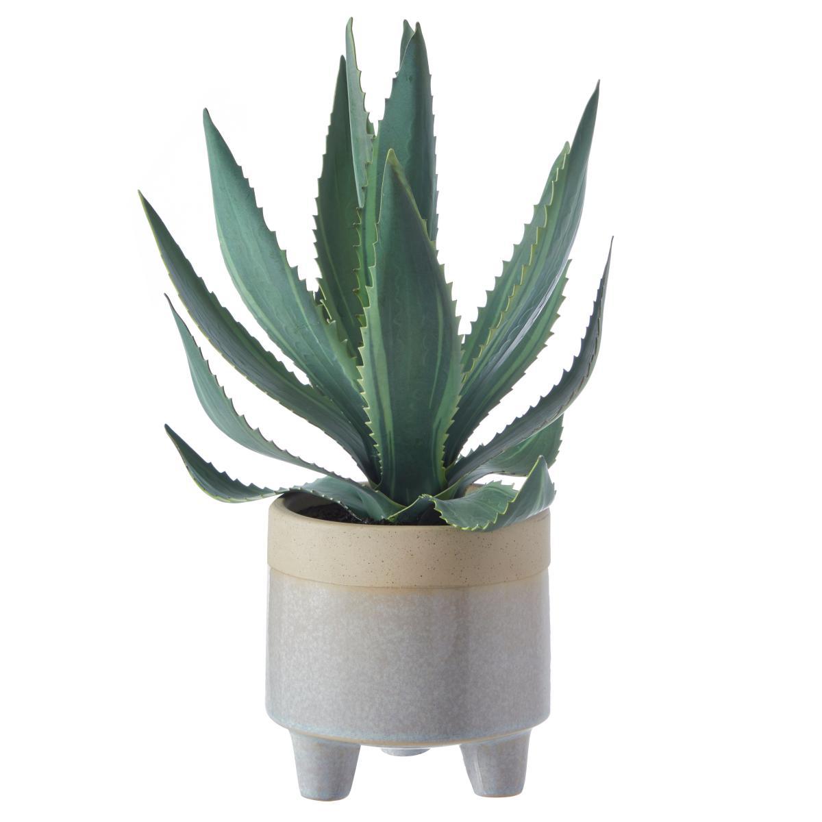Coastal Aloe Vera in Ceramic Pot Green – image 3