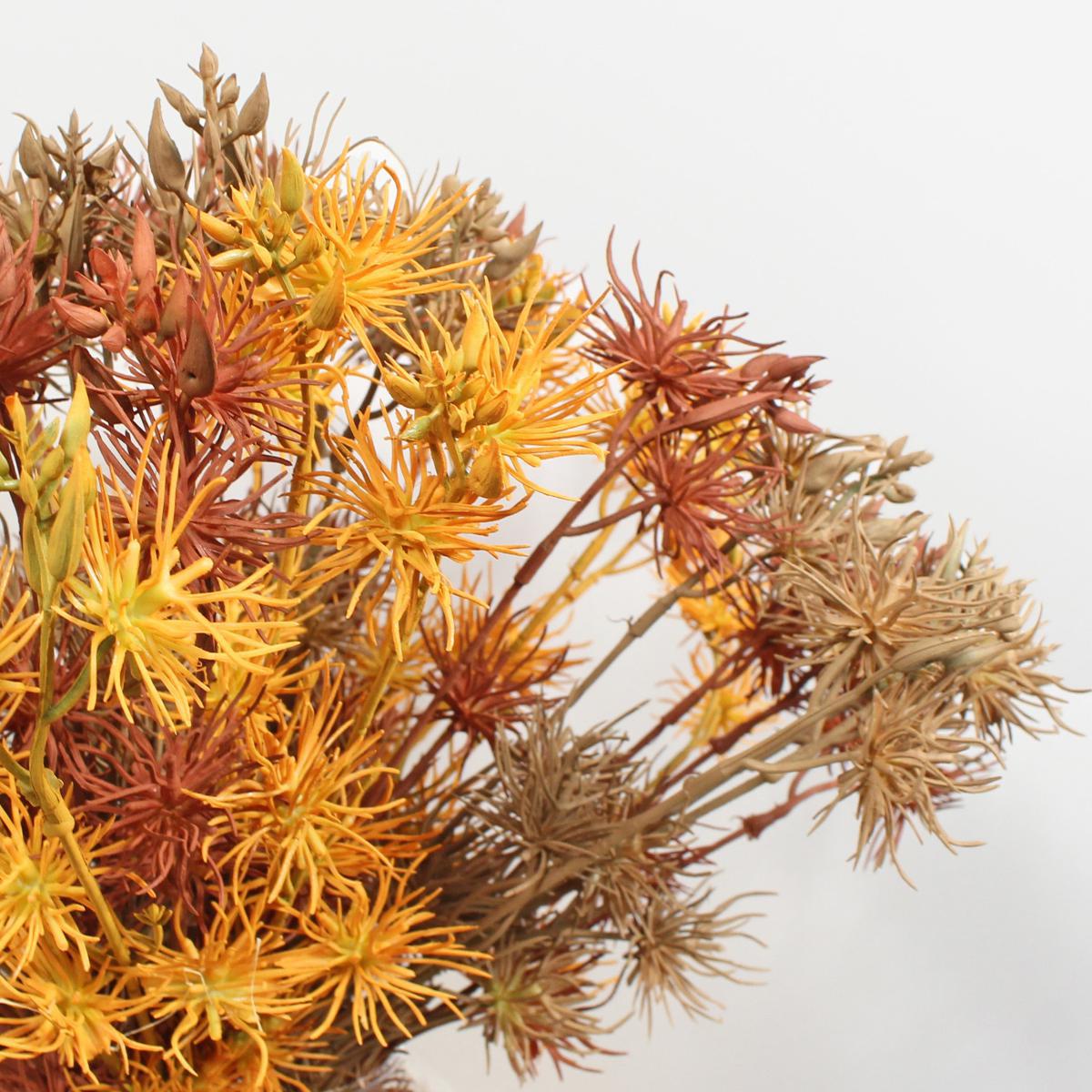 Pack of 6 Brown Witch Hazel Bundle Brown – image 2