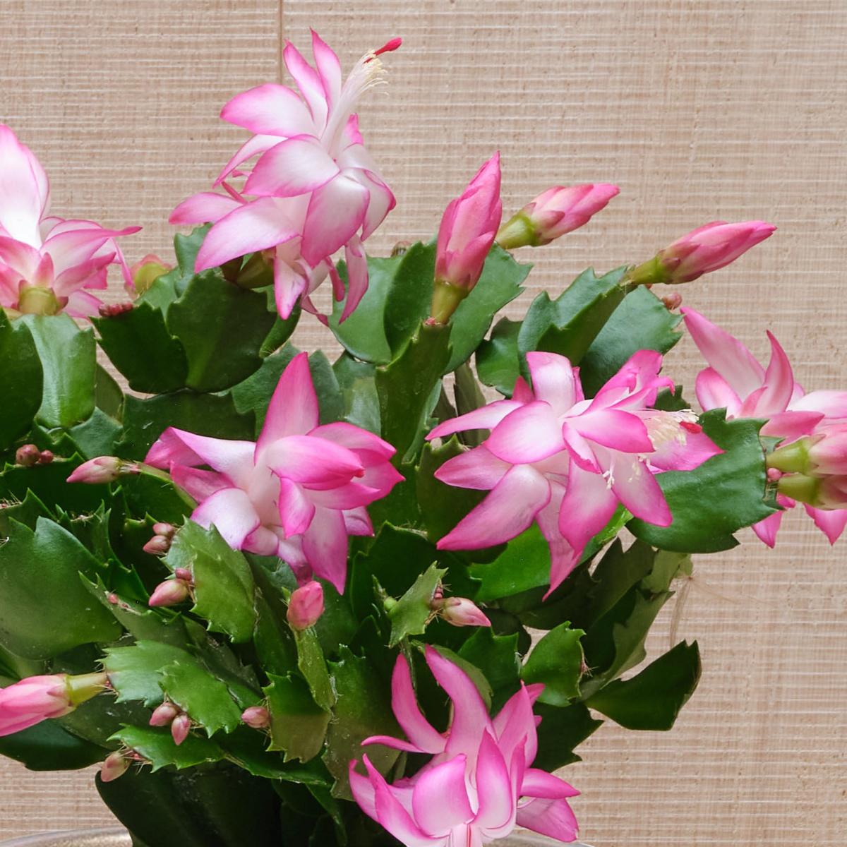 Christmas Cactus House Plant in Lucca Ceramic Pot Gold – image 2
