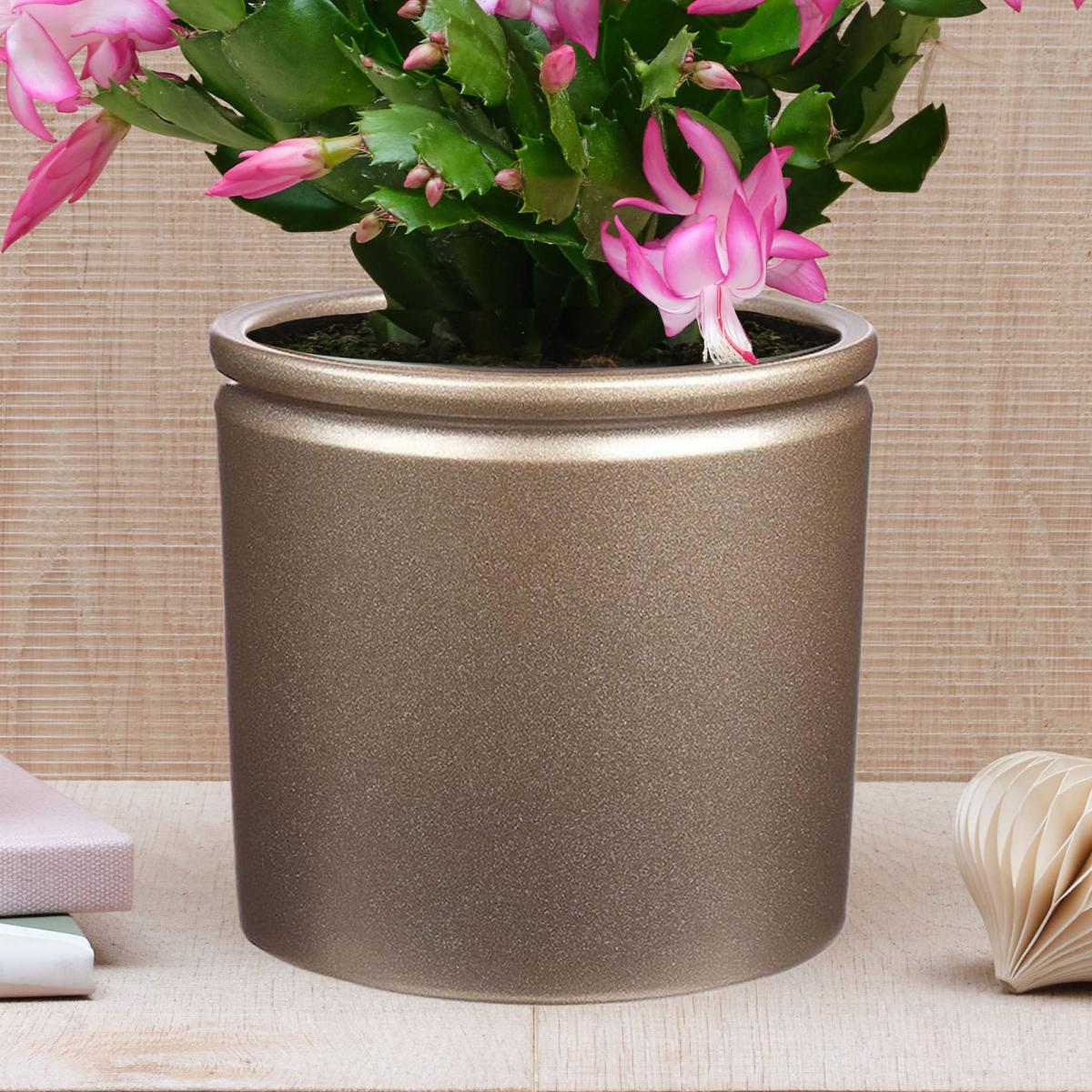 Christmas Cactus House Plant in Lucca Ceramic Pot Gold – image 3