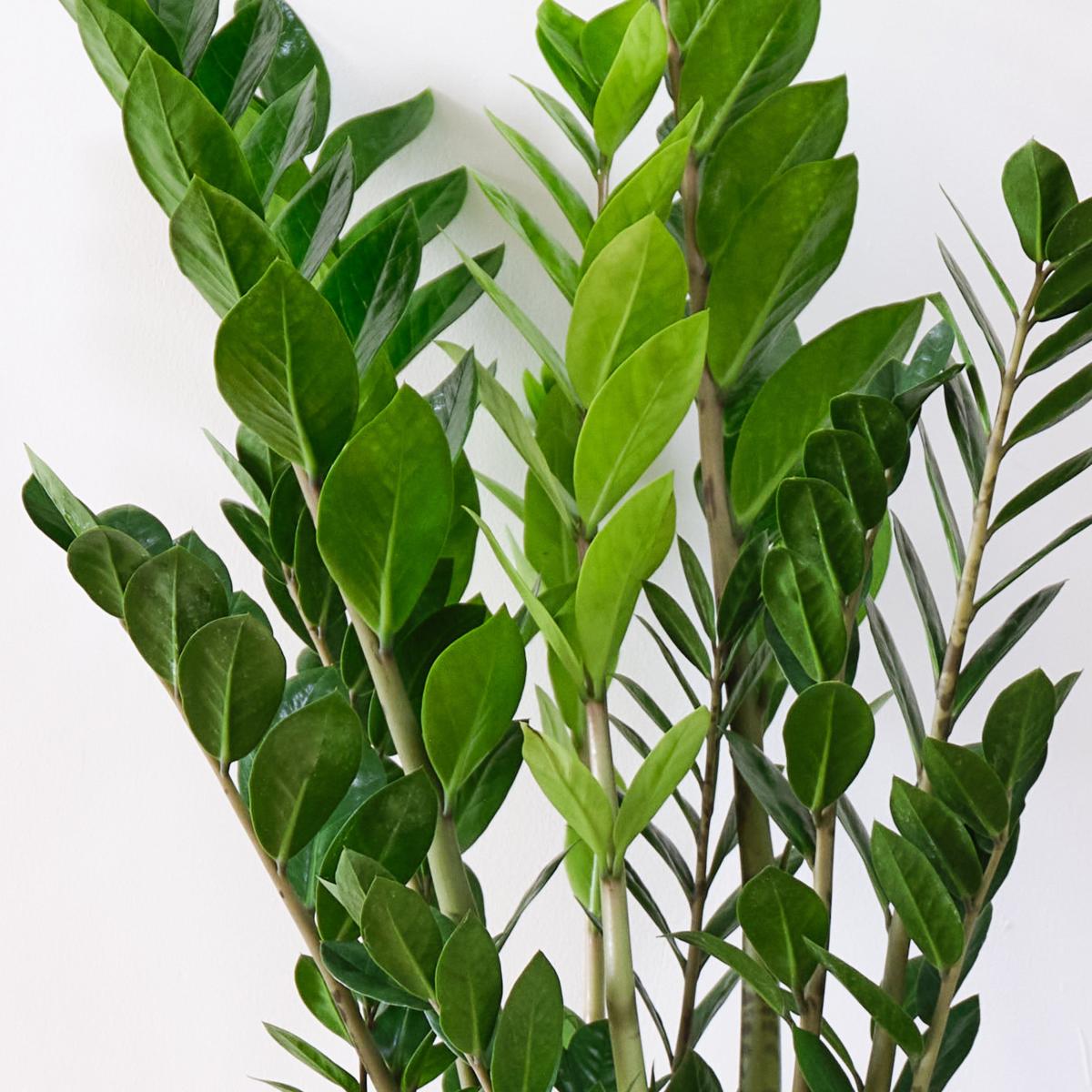 Unkillable Potted House Plant Bundle MultiColoured – image 2