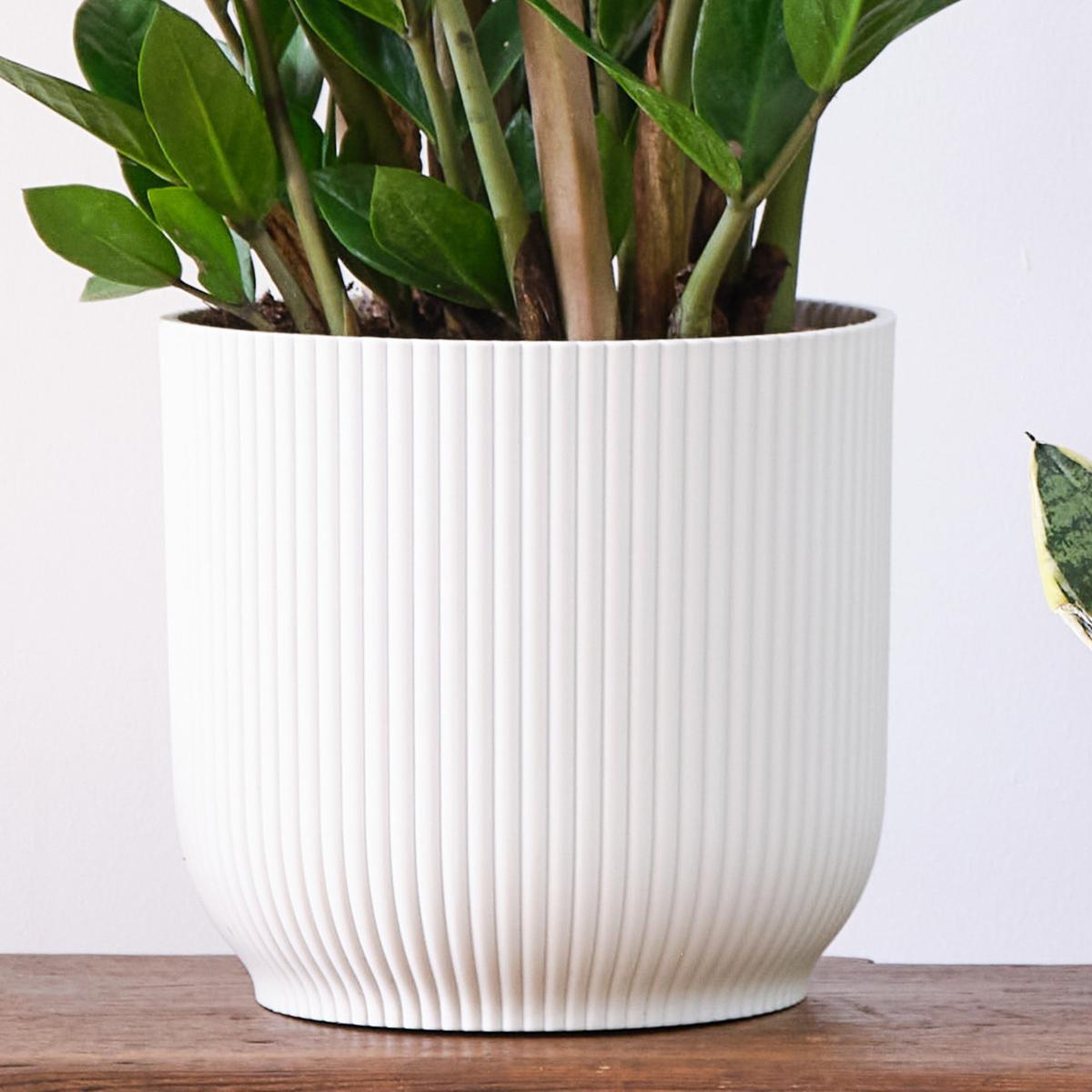 Unkillable Potted House Plant Bundle MultiColoured – image 3