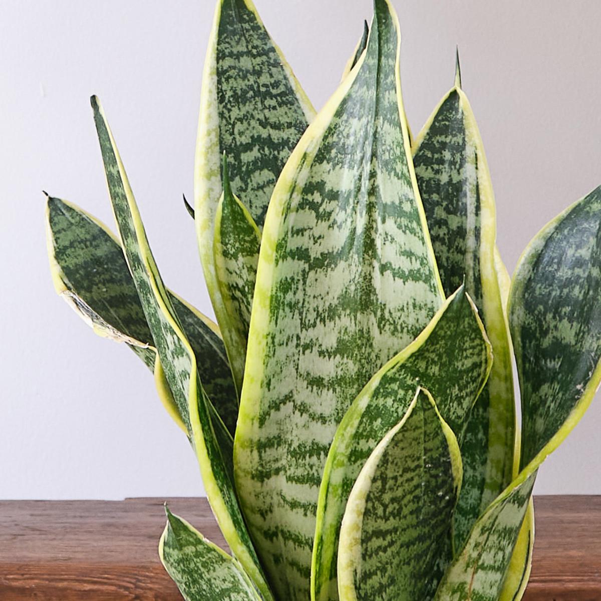 Unkillable Potted House Plant Bundle MultiColoured – image 4