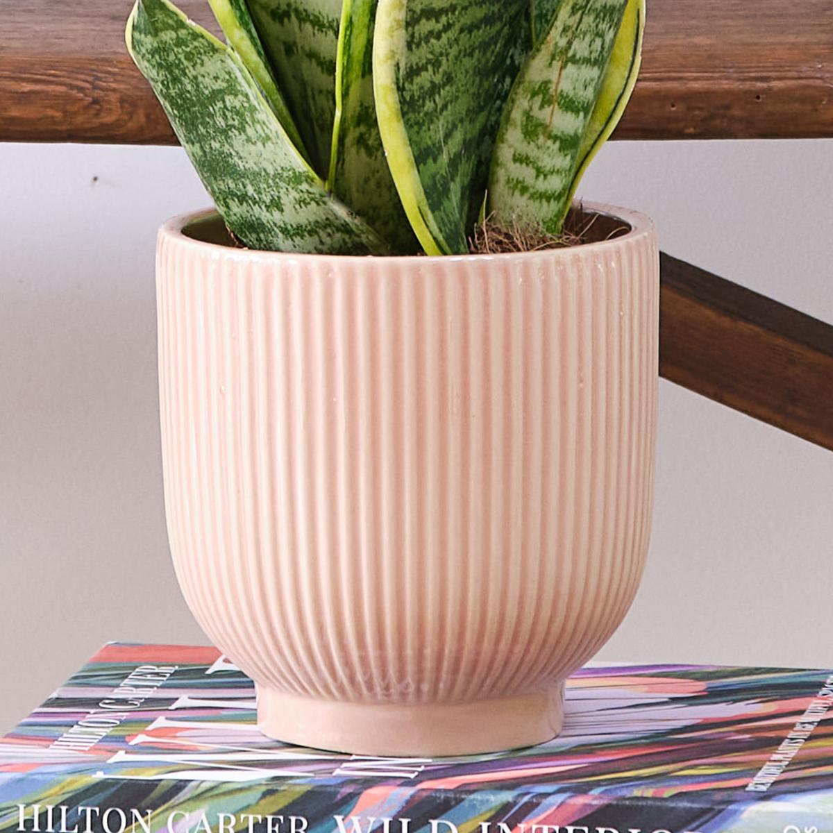 Unkillable Potted House Plant Bundle MultiColoured – image 5