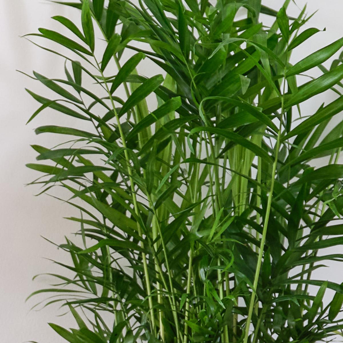 Unkillable Potted House Plant Bundle MultiColoured – image 6