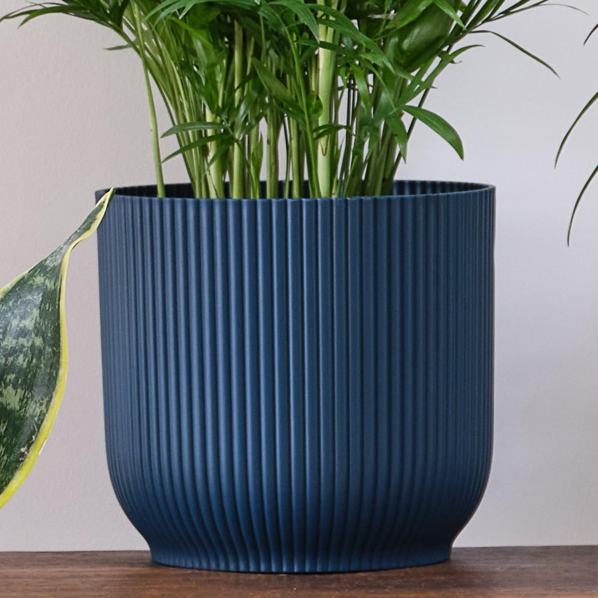 Unkillable Potted House Plant Bundle MultiColoured – image 7