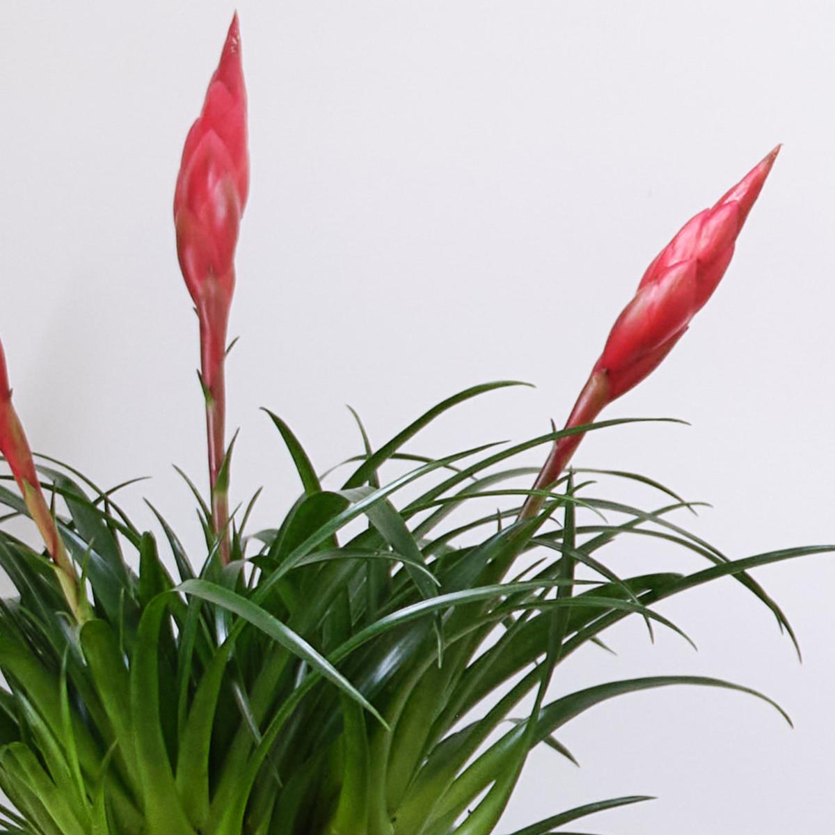 Unkillable Potted House Plant Bundle MultiColoured – image 8