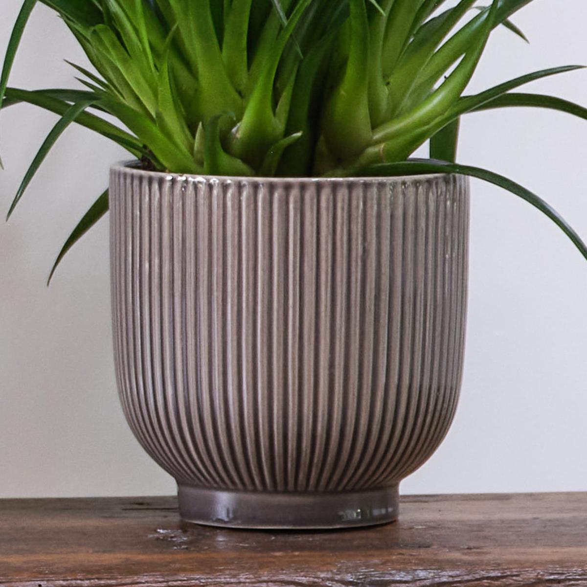 Unkillable Potted House Plant Bundle MultiColoured – image 9