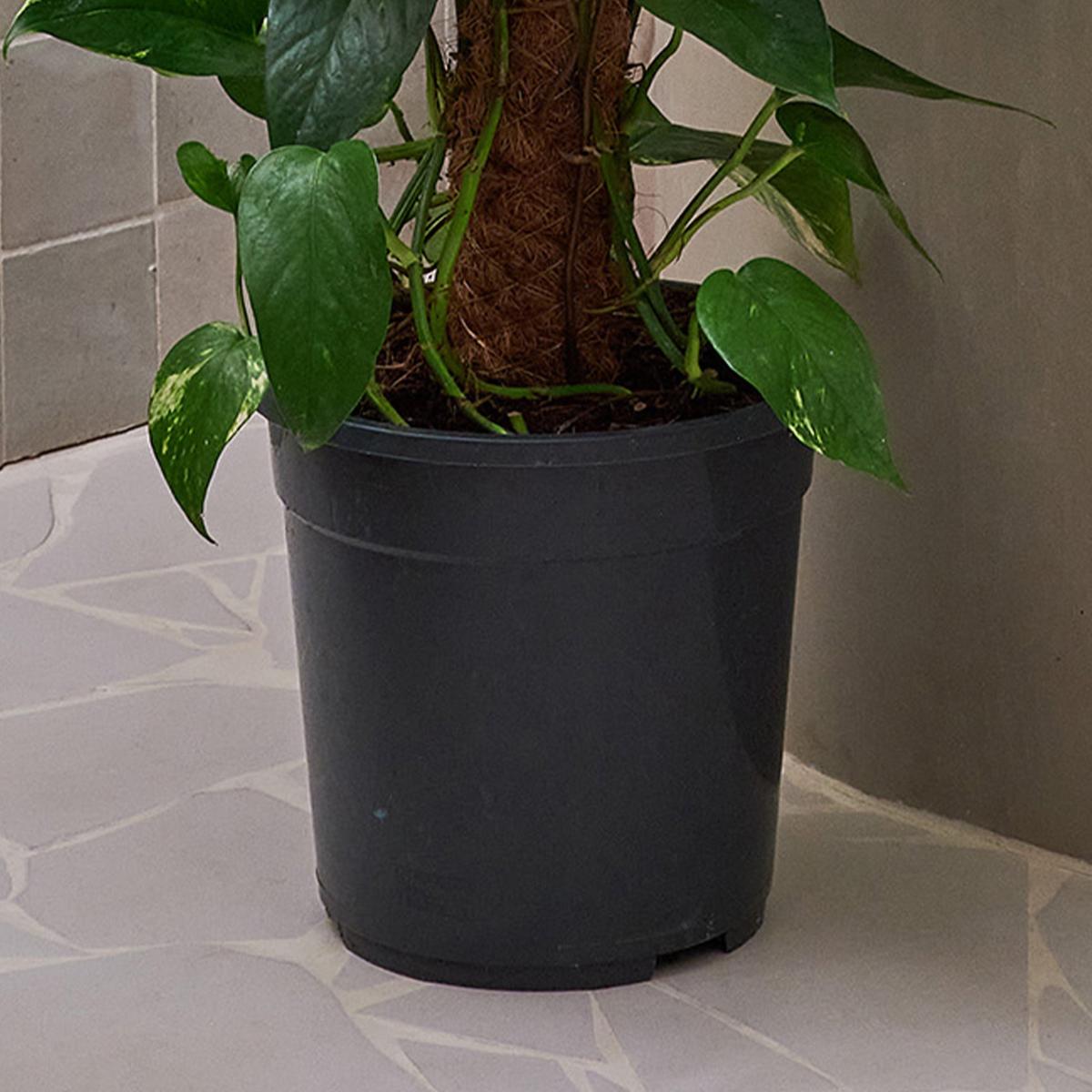 Beards & Daisies Devil's Ivy Moss Pole House Plant Green – image 3