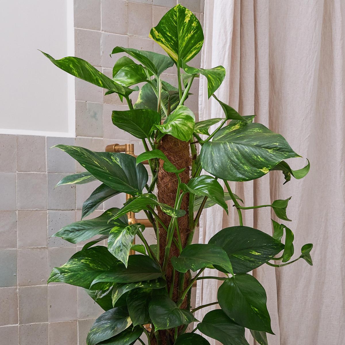 Beards & Daisies Devil's Ivy Moss Pole House Plant Green – image 1