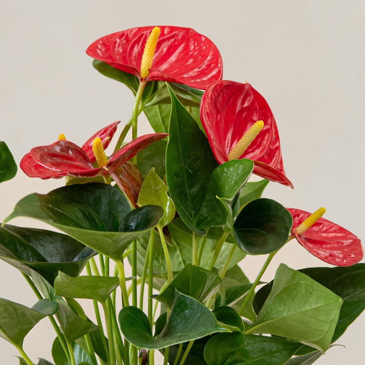 Red Anthurium House Plant in Lucca Ceramic Pot Red – image 2