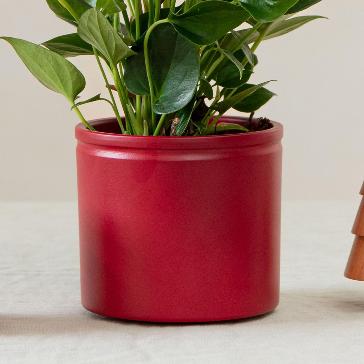 Red Anthurium House Plant in Lucca Ceramic Pot Red – image 3