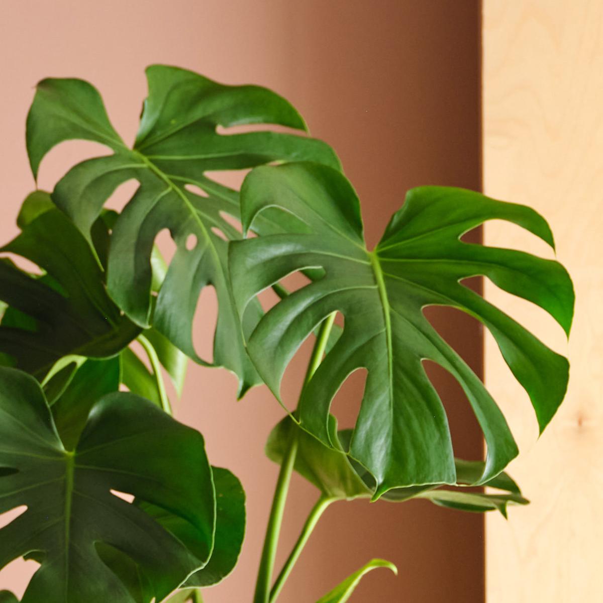 Swiss Cheese House Plant in Capri Pot Ceramic Light Green – image 2