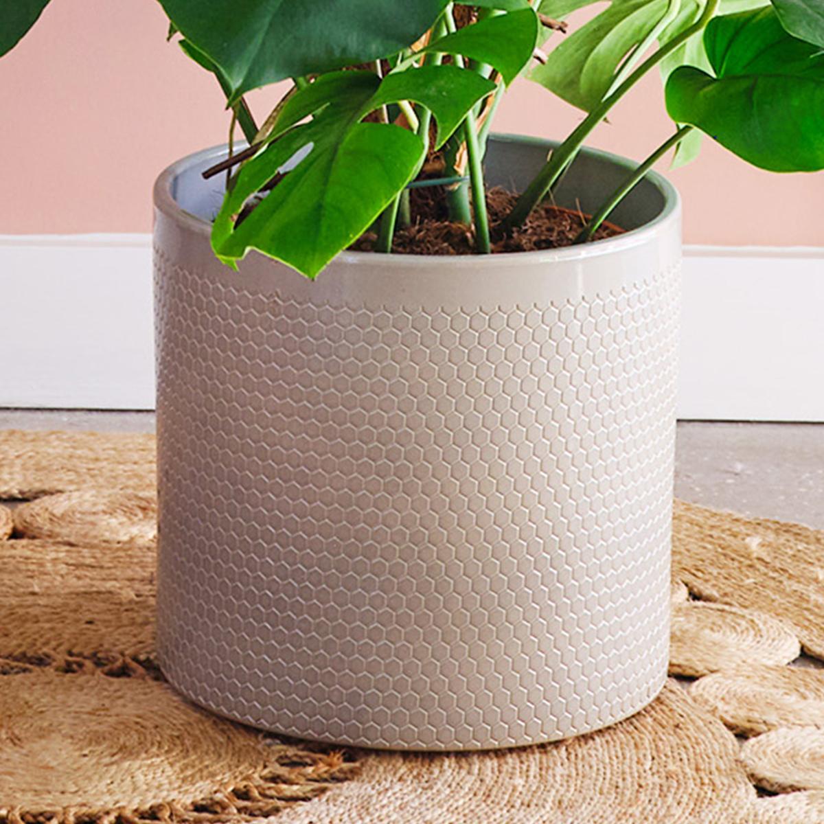 Swiss Cheese House Plant in Capri Pot Ceramic Light Green – image 3