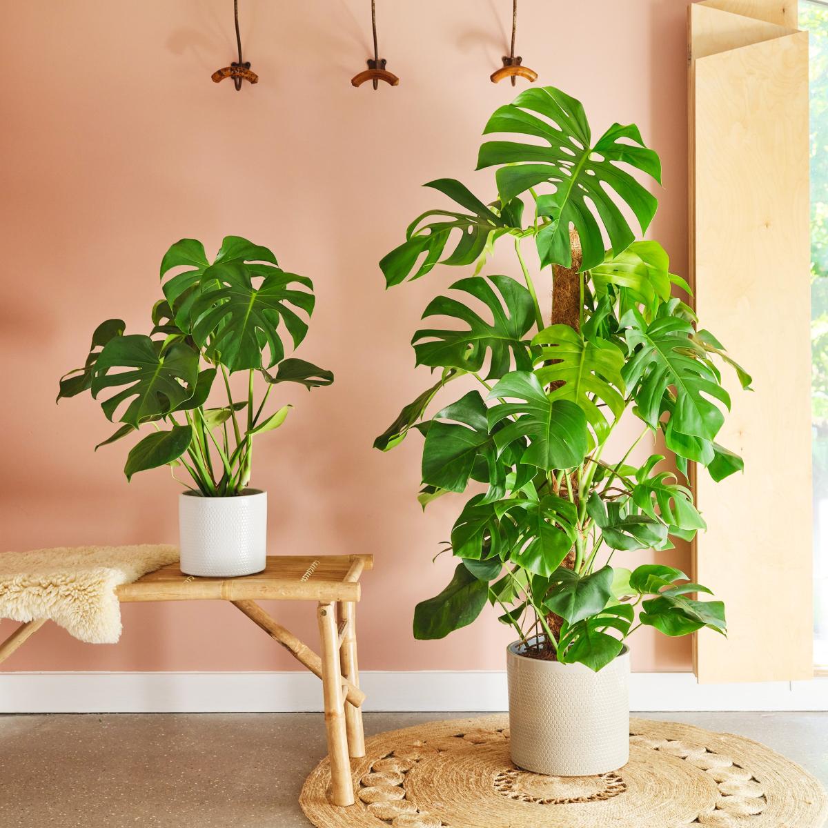 Swiss Cheese House Plant in Capri Pot Ceramic Light Green – image 4