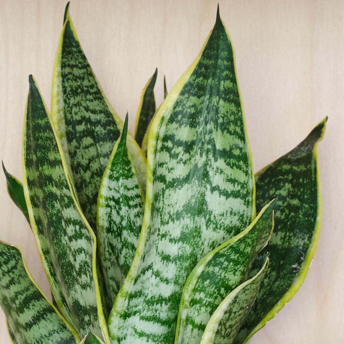 Snake House Plant in Ribbed Pot Ceramic White – image 2