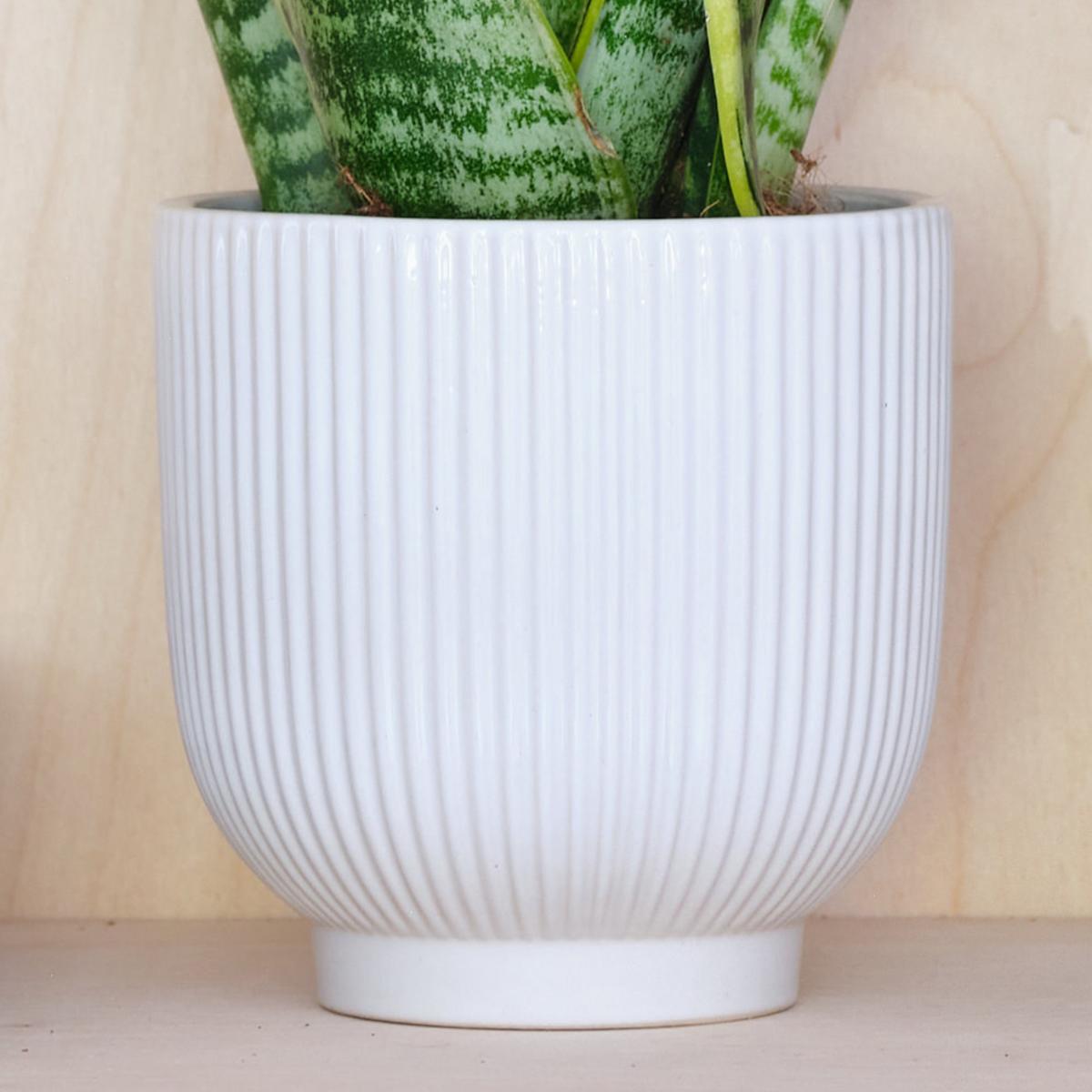 Snake House Plant in Ribbed Pot Ceramic White – image 3