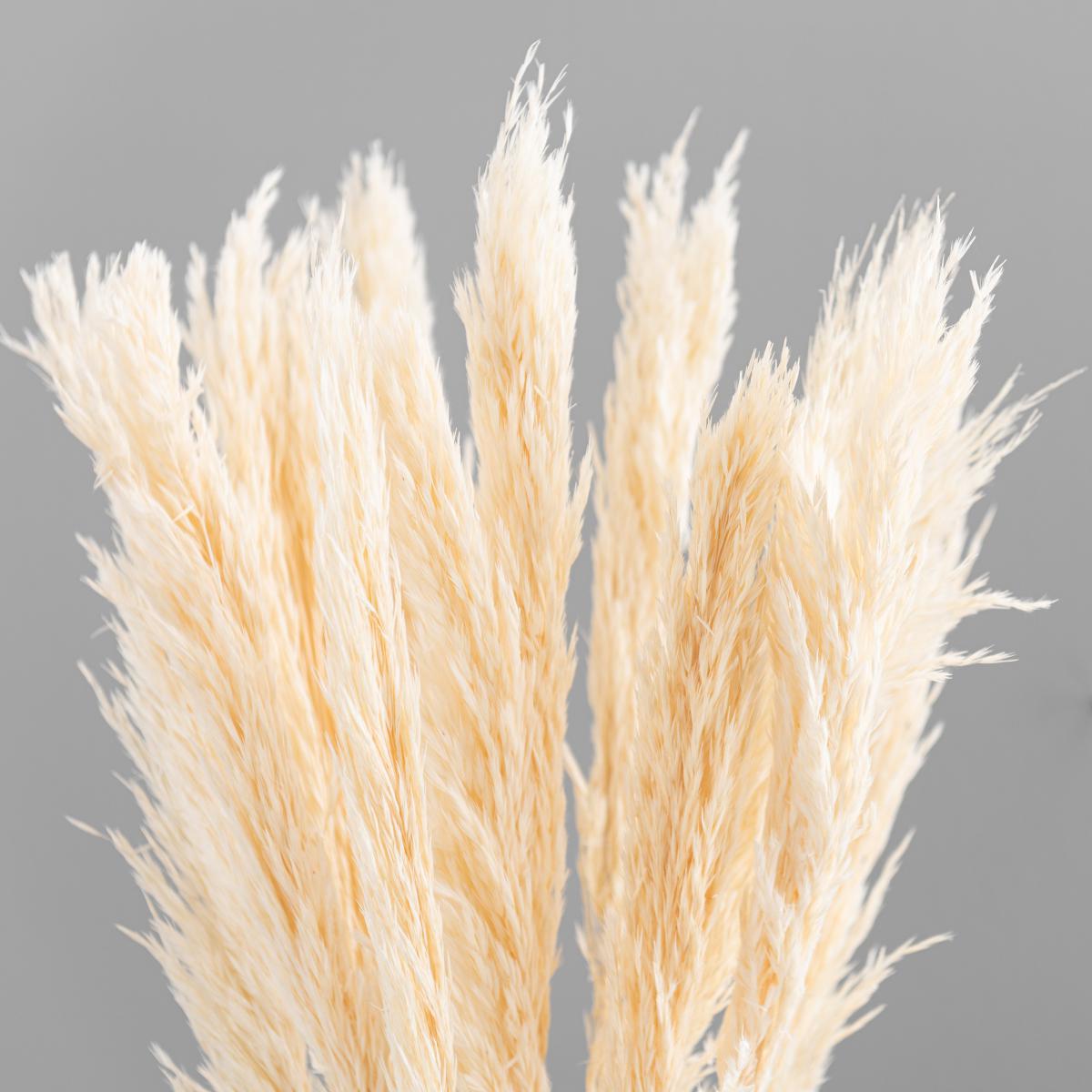 Pack of 12 Dried Bleached Nanal Bundle Ivory – image 3
