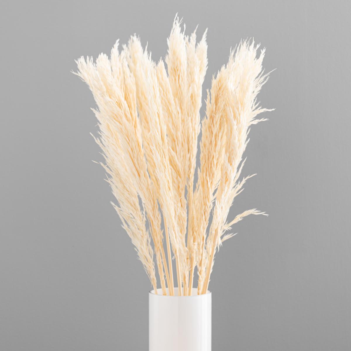Pack of 12 Dried Bleached Nanal Bundle Ivory – image 4