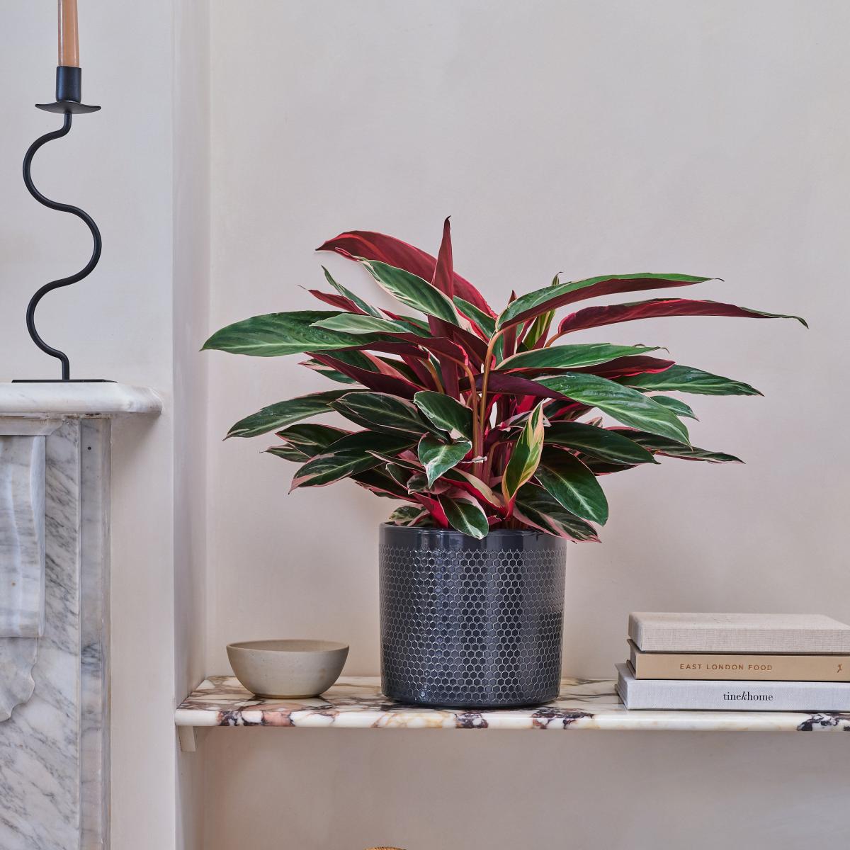 Beards & Daisies Calathea Triostar House Plant in Capri Pot Ceramic Black – image 2