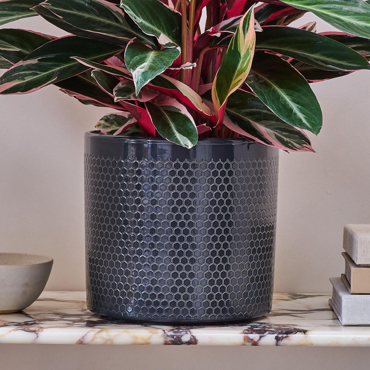 Beards & Daisies Calathea Triostar House Plant in Capri Pot Ceramic Black – image 3