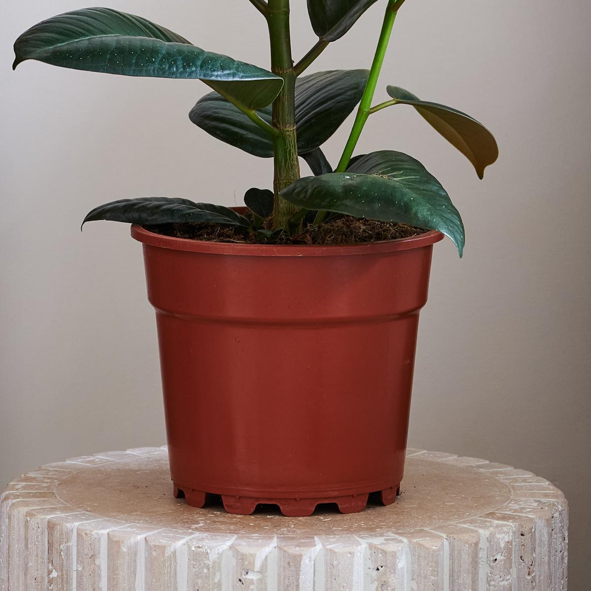 Beards & Daisies Rubber Plant House Green – image 3