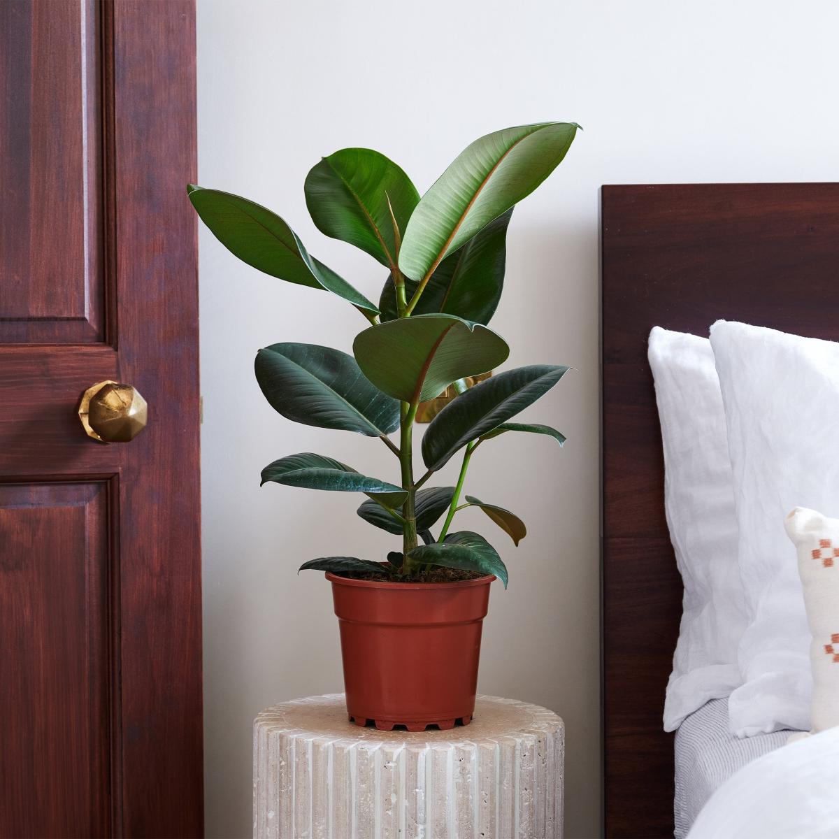 Beards & Daisies Rubber Plant House Green – image 1