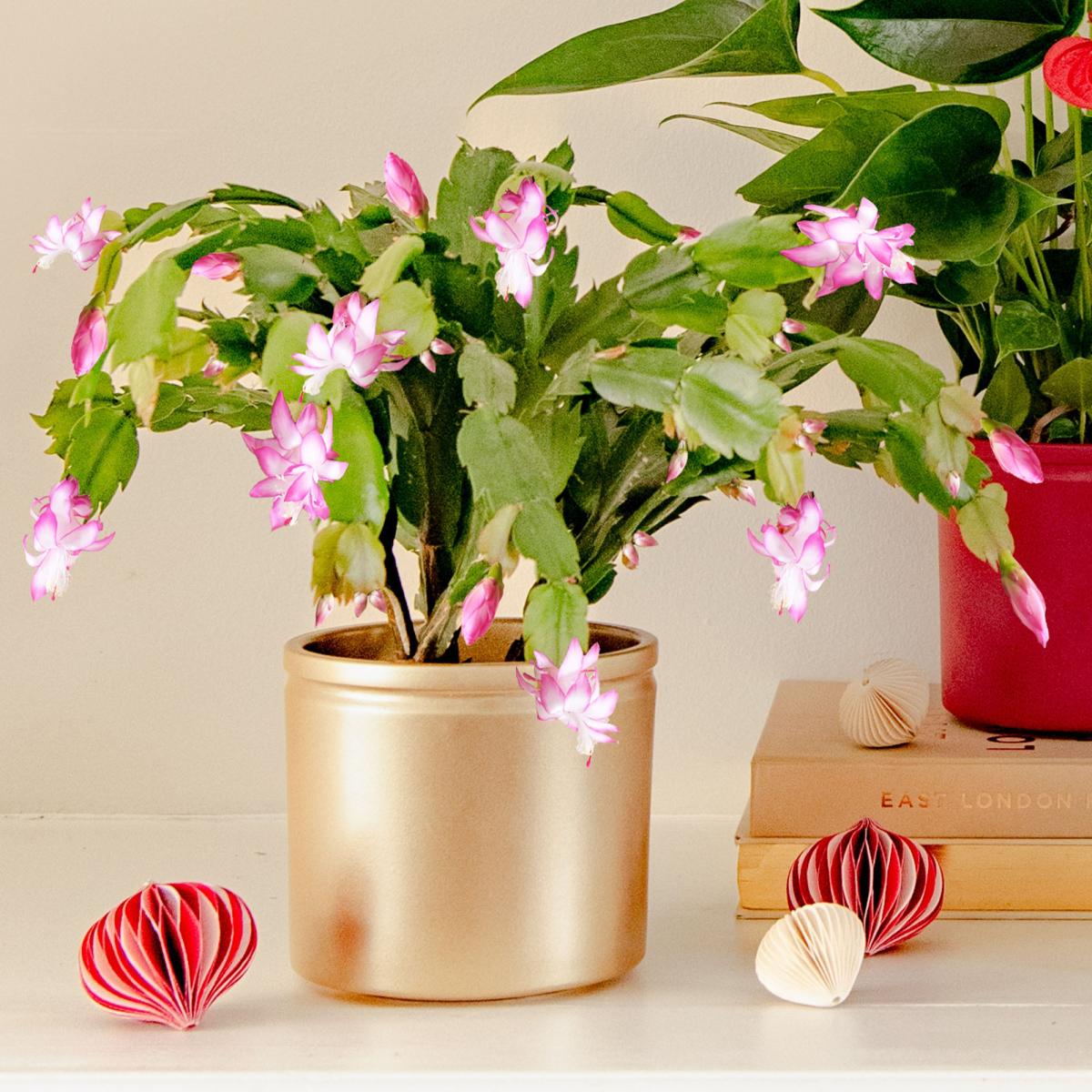 Christmas Potted House Plant Bundle MultiColoured – image 3