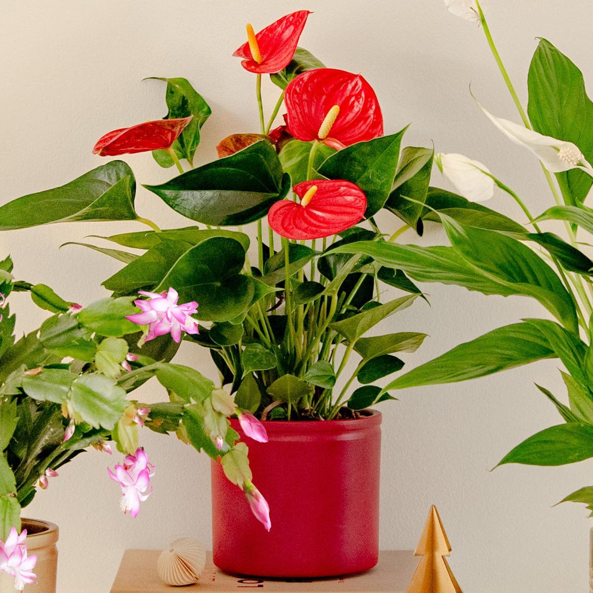 Christmas Potted House Plant Bundle MultiColoured – image 5