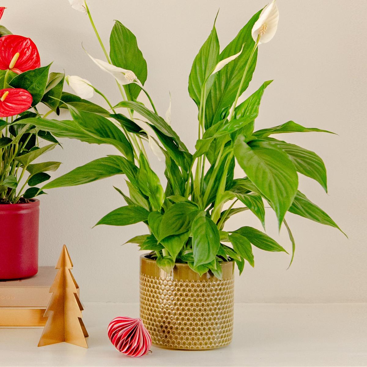 Christmas Potted House Plant Bundle MultiColoured – image 6