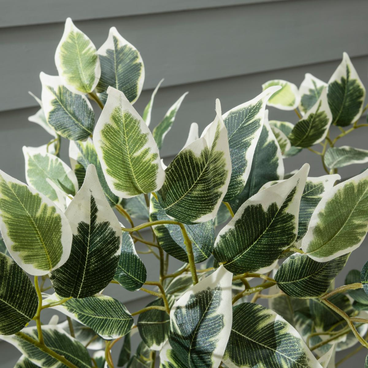 Variegated Ficus Tree 155cm Green – image 2