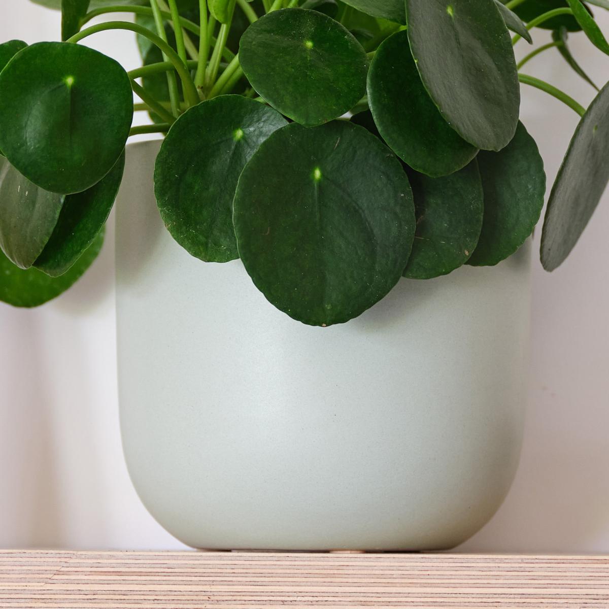 Chinese Money House Plant in Earthenware Pot Earthenware Mint – image 3