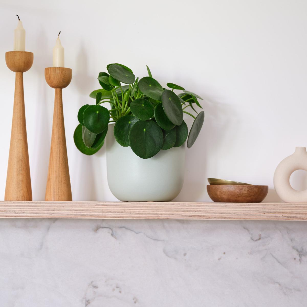 Chinese Money House Plant in Earthenware Pot Earthenware Mint – image 1