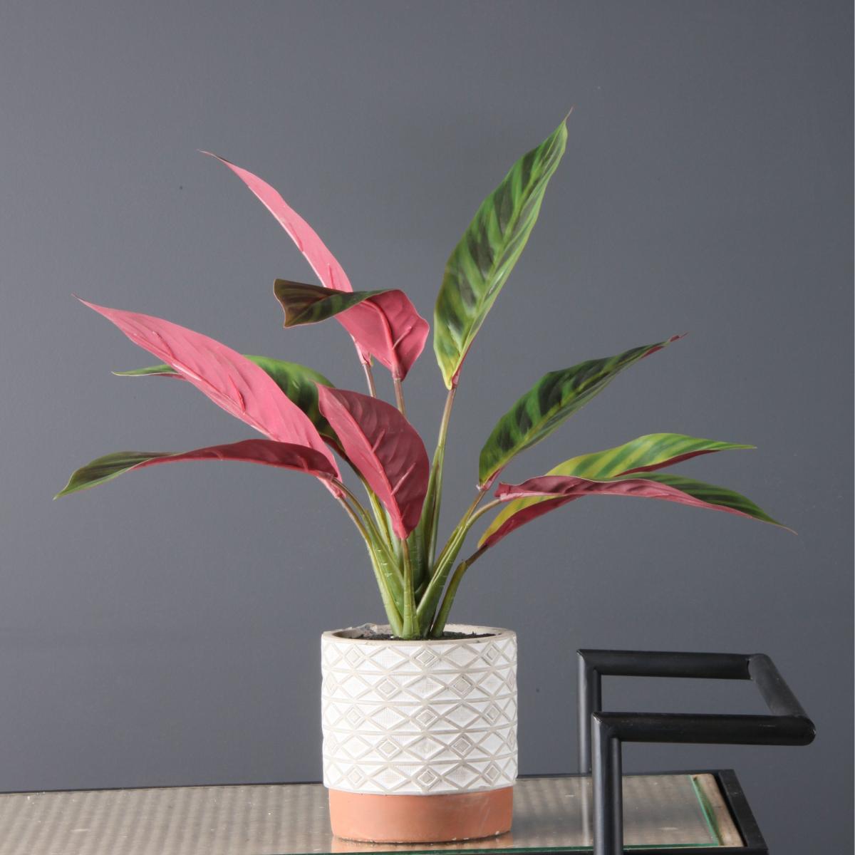Maranta in Cement Pot 39cm Green