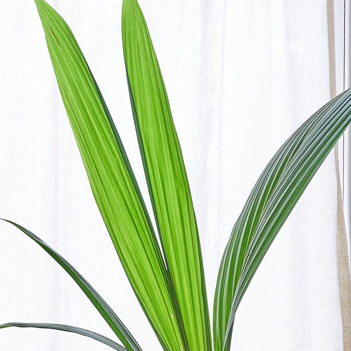 Beards & Daisies Coconut Palm House Plant in Vibes Pot Plastic Navy – image 2