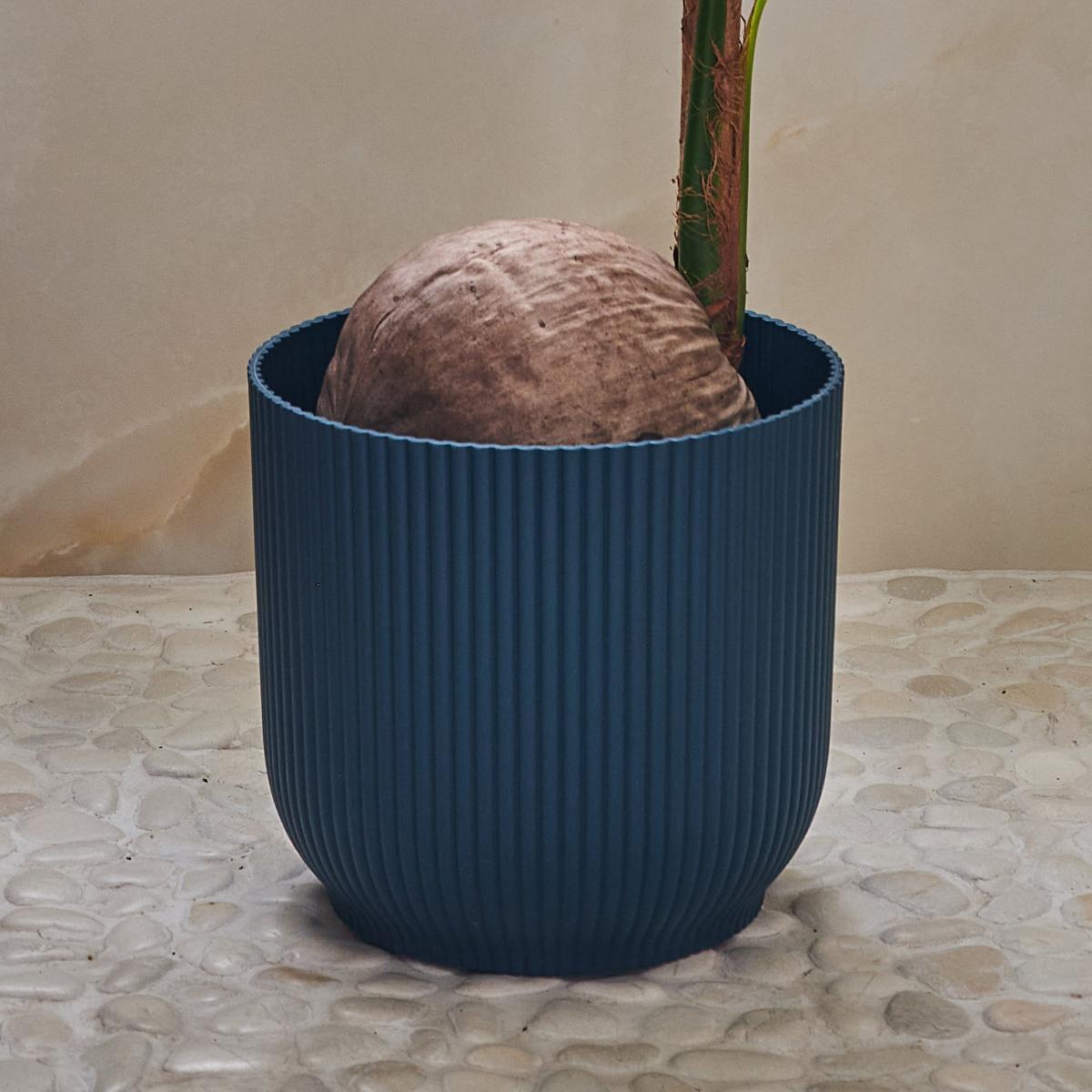 Beards & Daisies Coconut Palm House Plant in Vibes Pot Plastic Navy – image 3
