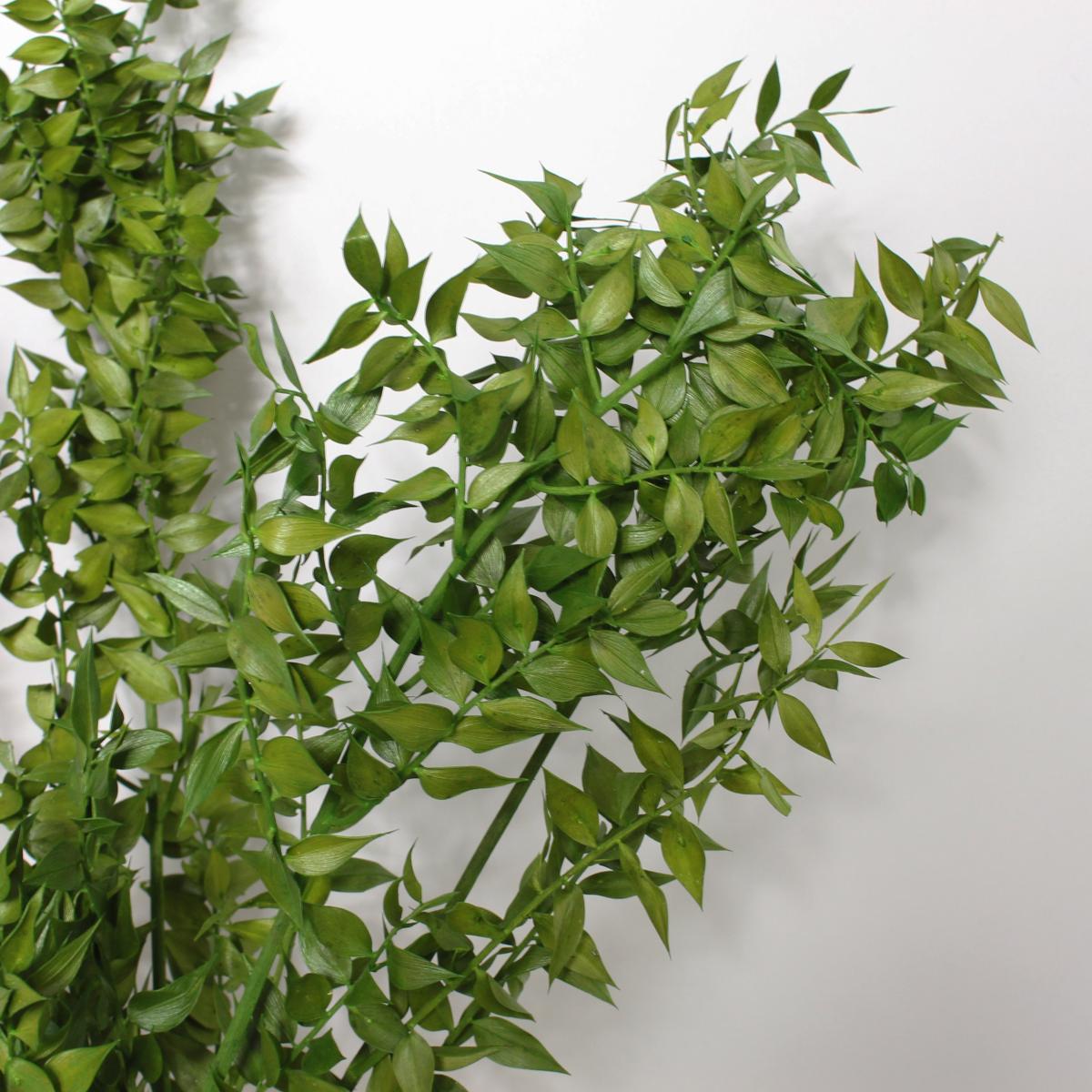 Preserved Green Ruscus 75g Green – image 2