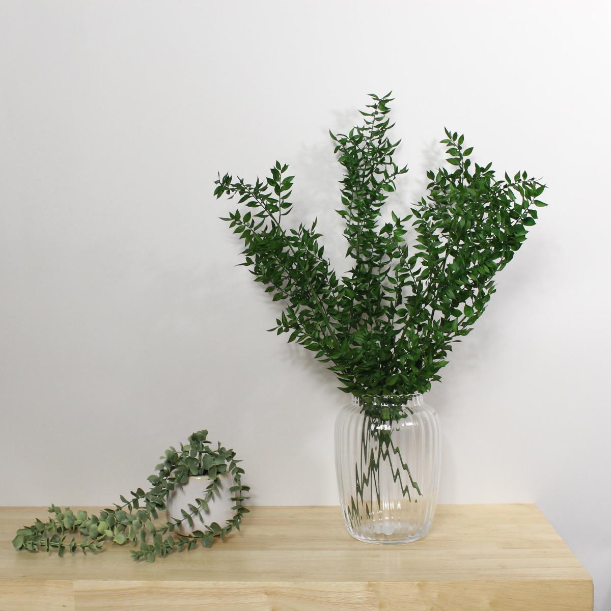 Preserved Green Ruscus 75g Green – image 1