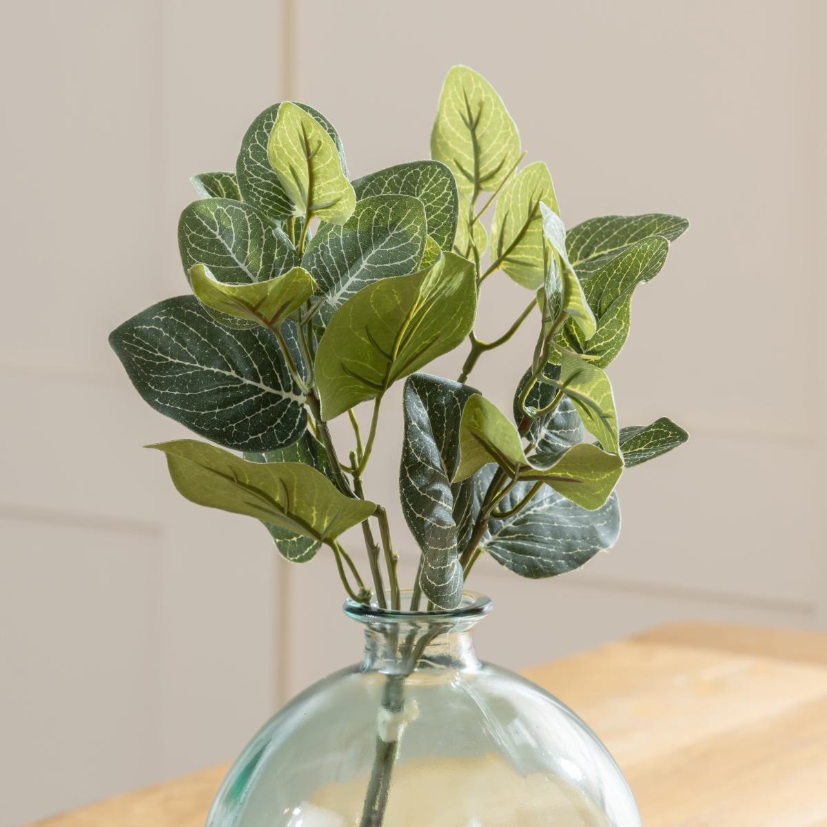 Fittonia Green Bundle 30cm Green – image 2