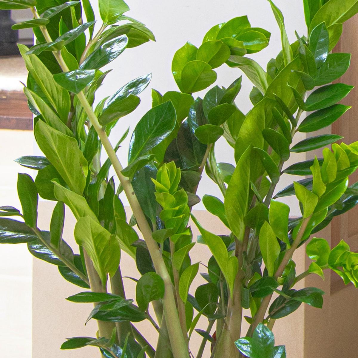 Unkillable Tall Potted House Plant Bundle MultiColoured – image 2