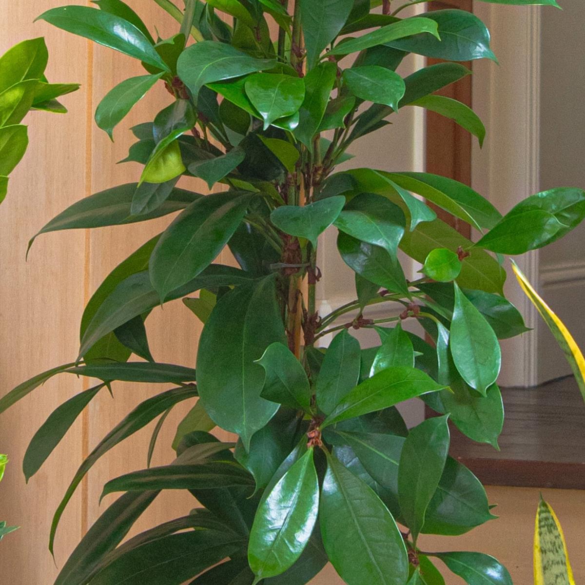 Unkillable Tall Potted House Plant Bundle MultiColoured – image 3