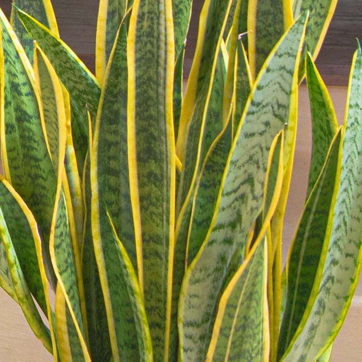 Unkillable Tall Potted House Plant Bundle MultiColoured – image 4