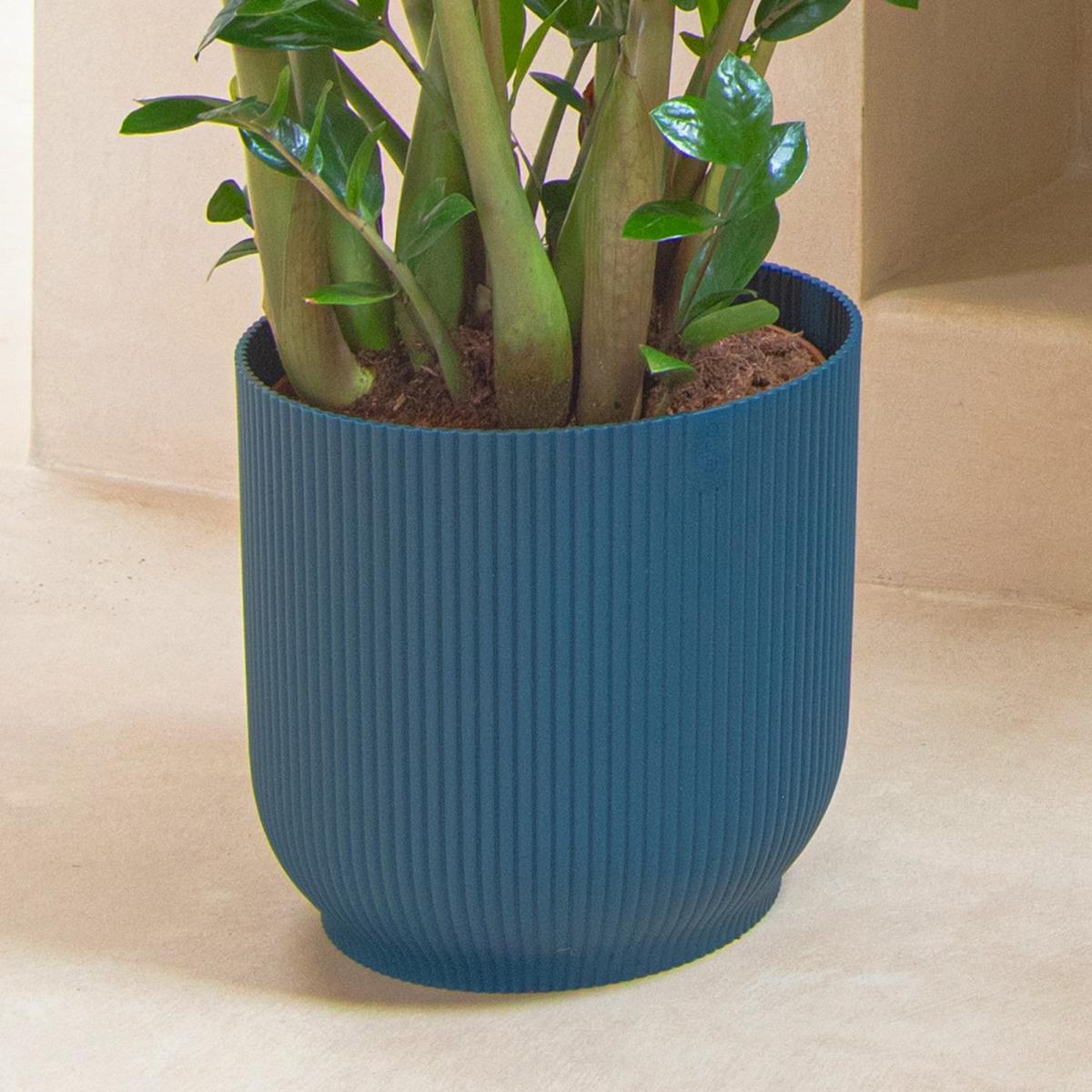 Unkillable Tall Potted House Plant Bundle MultiColoured – image 5