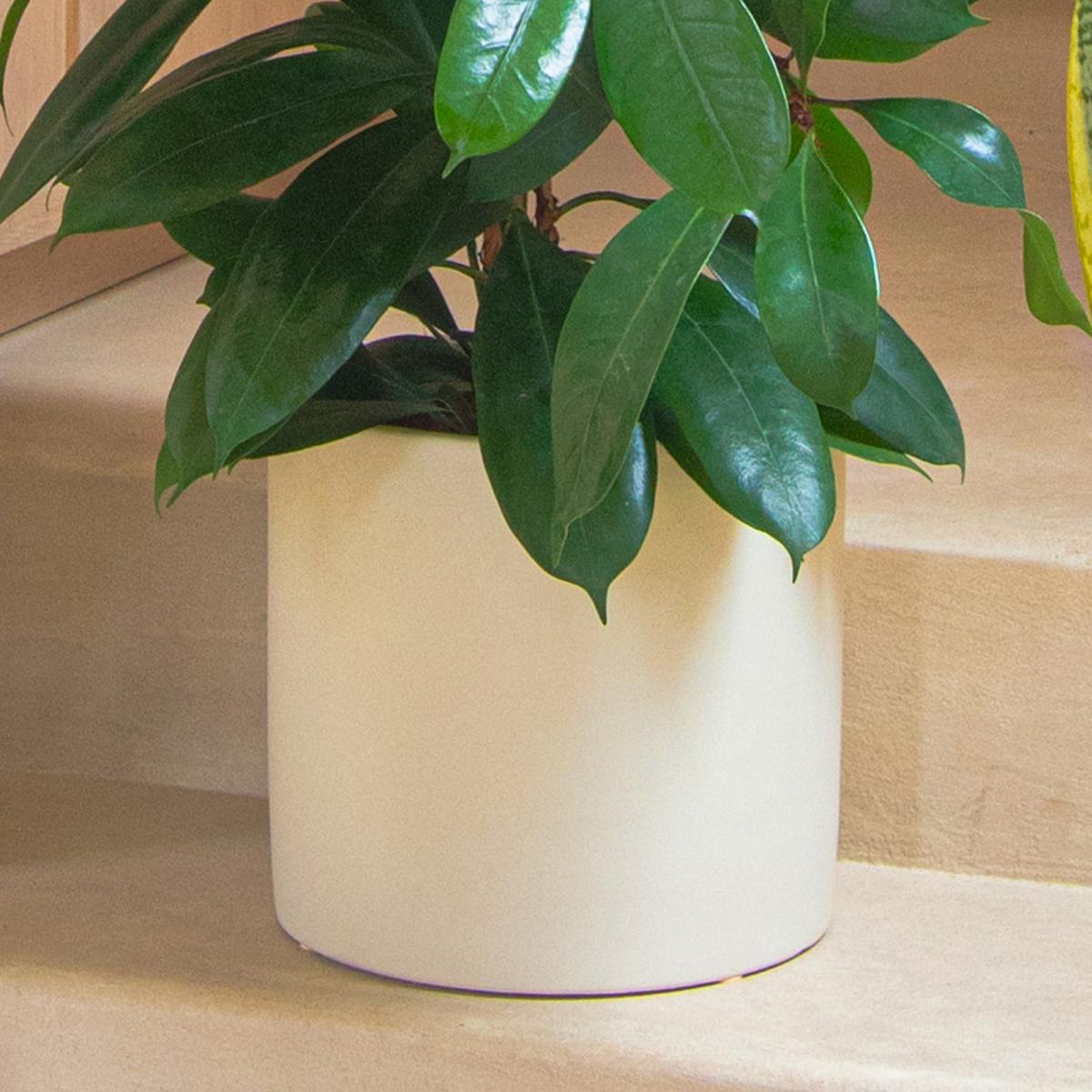 Unkillable Tall Potted House Plant Bundle MultiColoured – image 6