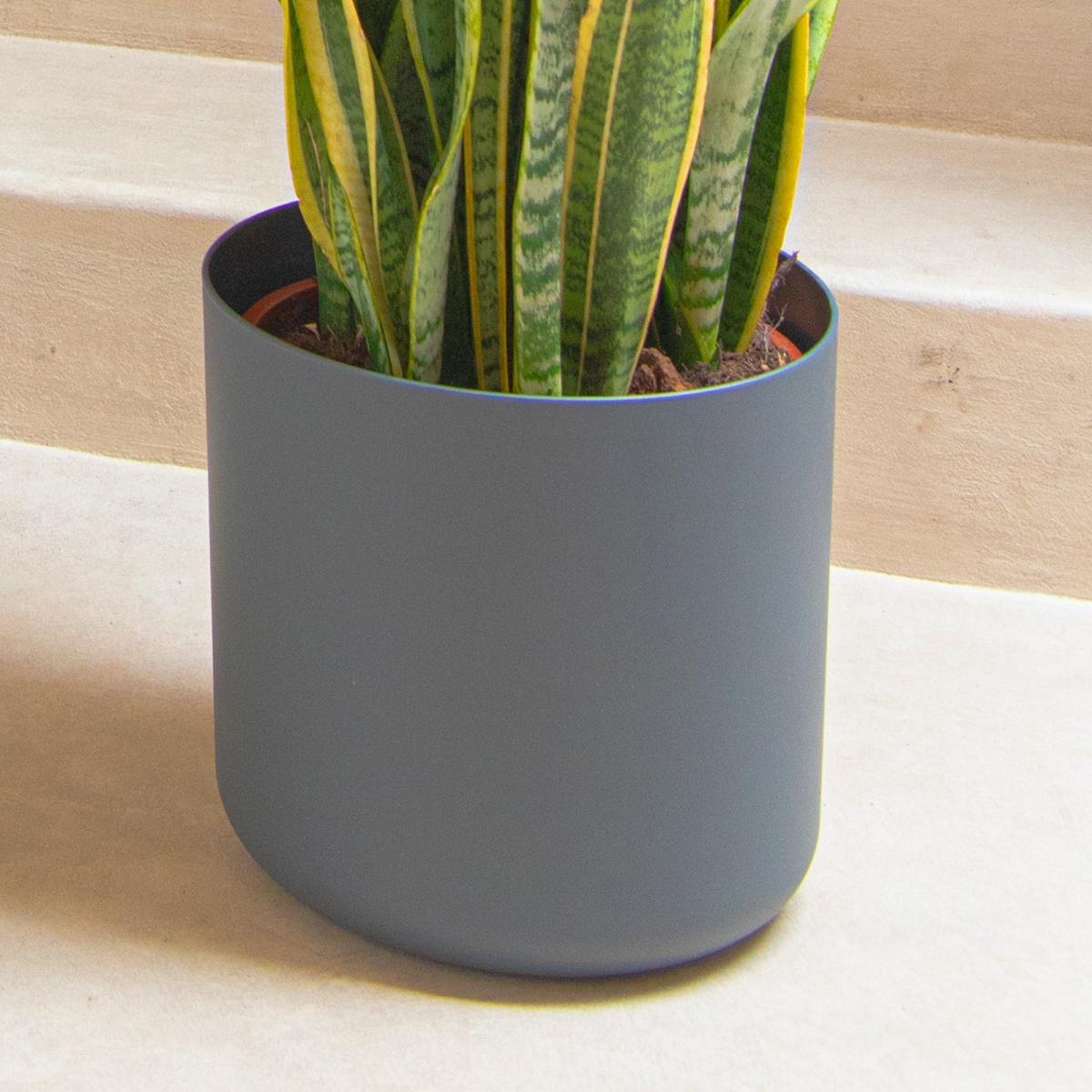 Unkillable Tall Potted House Plant Bundle MultiColoured – image 7