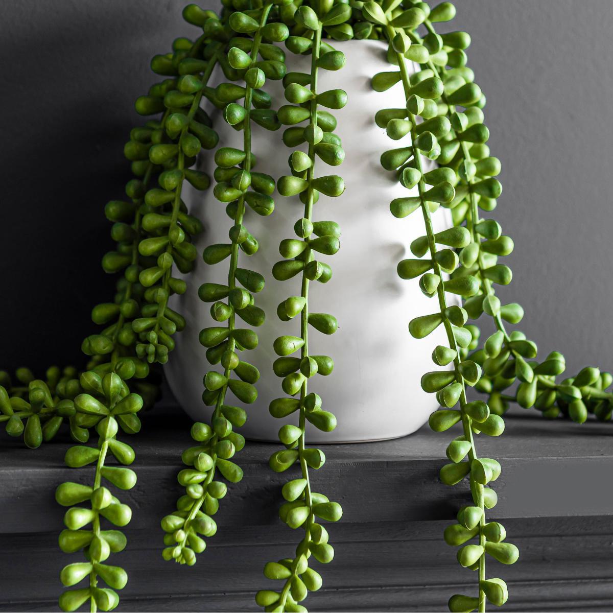 String of Pearls in Ceramic Pot Green – image 2