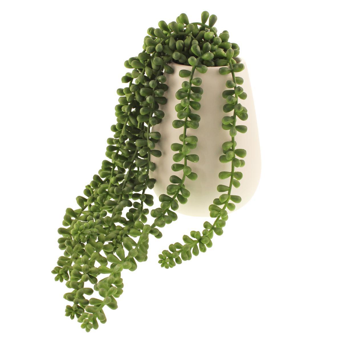 String of Pearls in Ceramic Pot Green – image 4