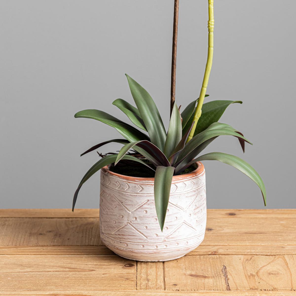 Yellow Orchid in Cement Pot Yellow – image 3